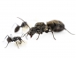 Preview: Camponotus parius